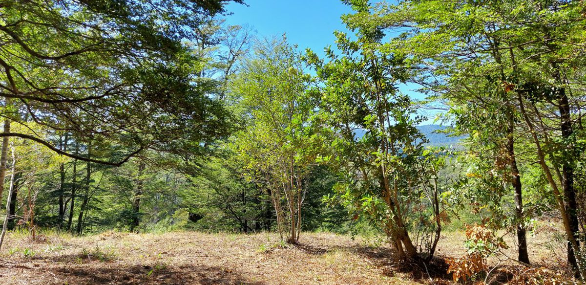 Land for sale Pucon