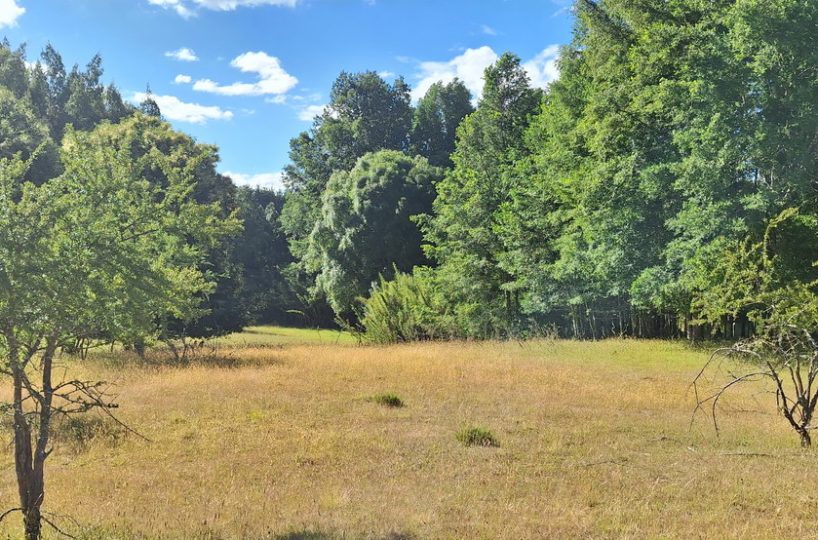 Chile-Campo-Pucon-Palguin-Bajo-se-venden