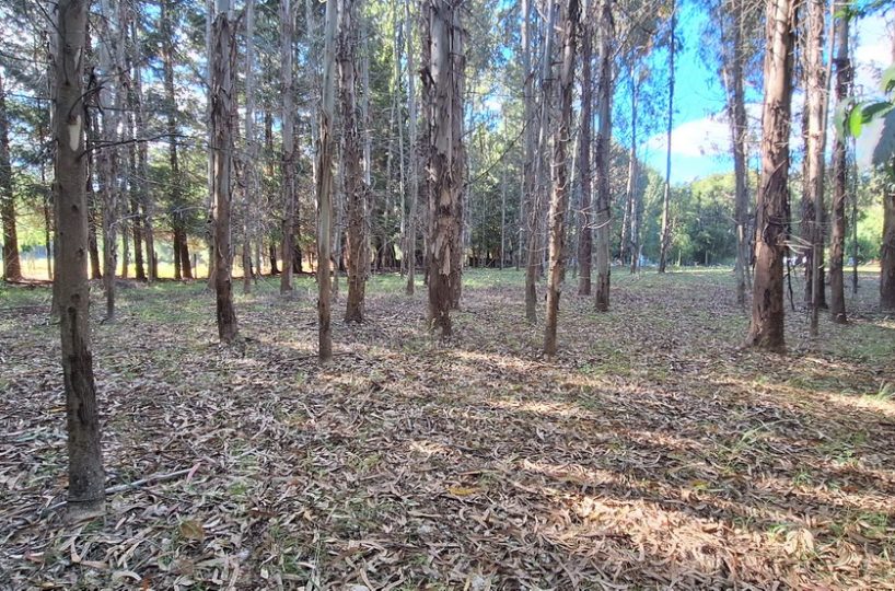 Chile-Campo-Pucon-Palguin-Bajo-se-venden