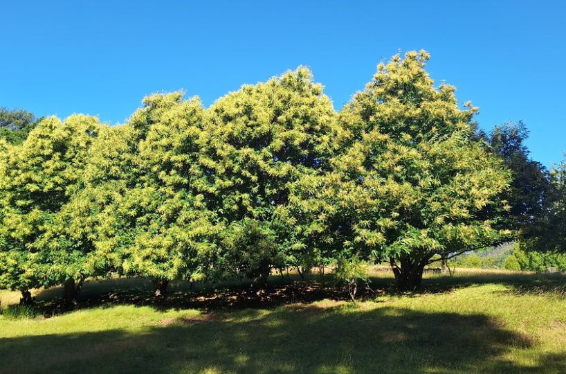 Chile-Campo-Pucon-Palguin-Bajo-se-venden