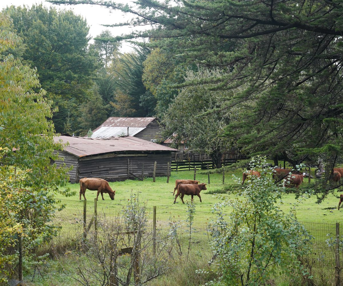For Sale Se vende precious house casa Villarrica LlauLLau Camino LicanRay close to Pucon 4 bedrooms dormitorios pozo