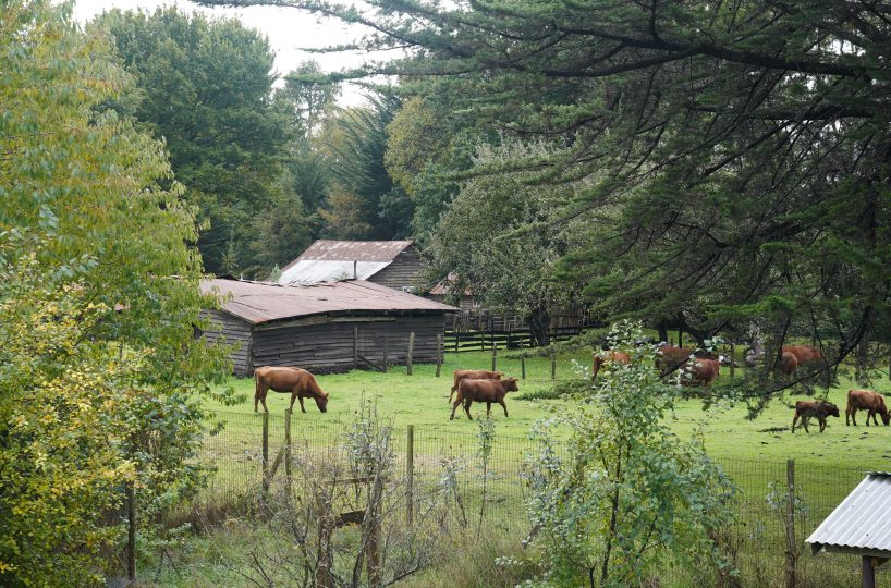 For Sale Se vende precious house casa Villarrica LlauLLau Camino LicanRay close to Pucon 4 bedrooms dormitorios pozo