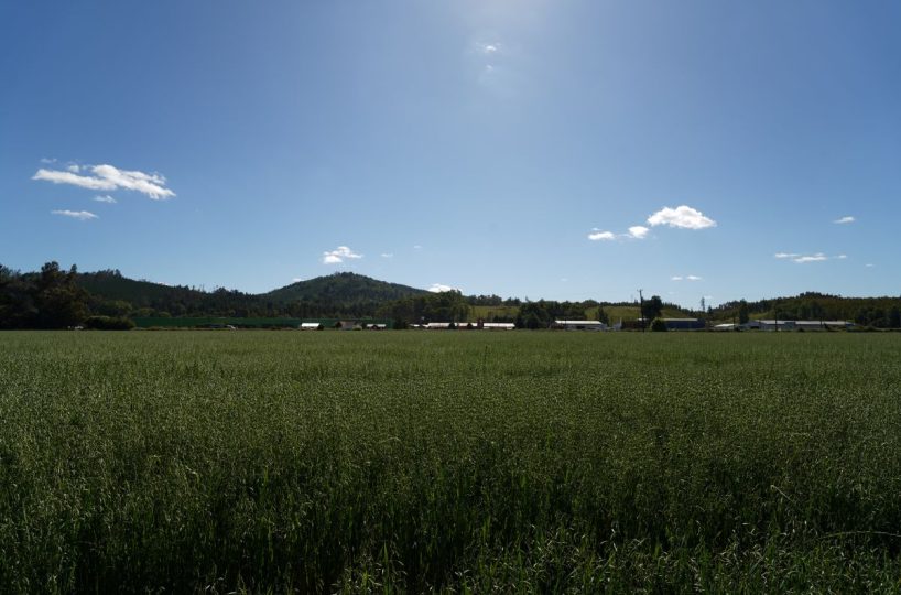 Sale Company Plot Terrrain Production Park Temuco Lautaro Ruta 5