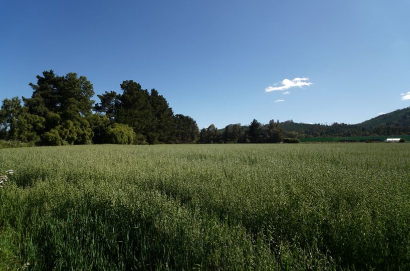 Sale Company Plot Terrrain Production Park Temuco Lautaro Ruta 5