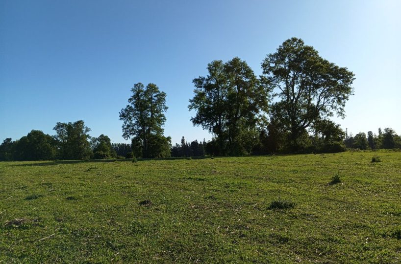 Subdivision Investor Purchase for Sale Villarrica Outskirts Pitrufquén Pucón