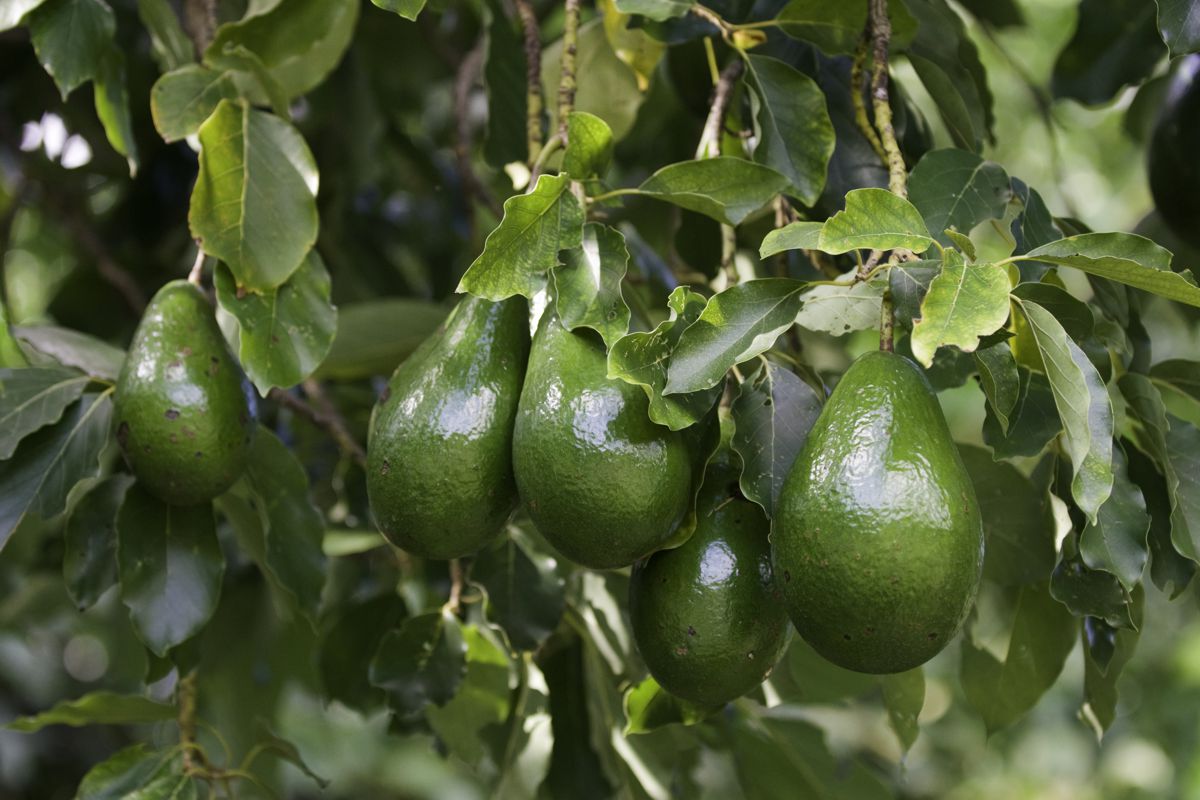 Bunch of ripe avocados, selective focus